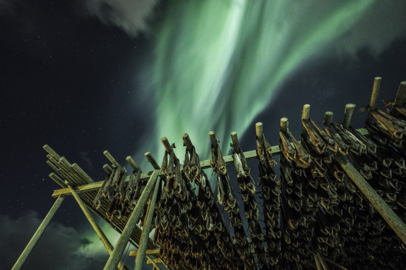 Nordurljos - luci del nord. L’inverno oltre il circolo polare artico si tinge dei colori dell’Aurora Boreale_Skrei di Valentina Tamborra Nordurljos - luci del nord. L’inverno oltre il circolo polare artico si tinge dei colori dell’Aurora Boreale_Skrei di Valentina Tamborra