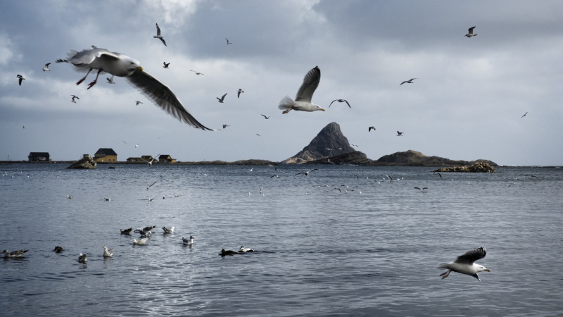 Røst è un’isola piatta_Skrei di Valentina Tamborra Røst è un’isola piatta_Skrei di Valentina Tamborra