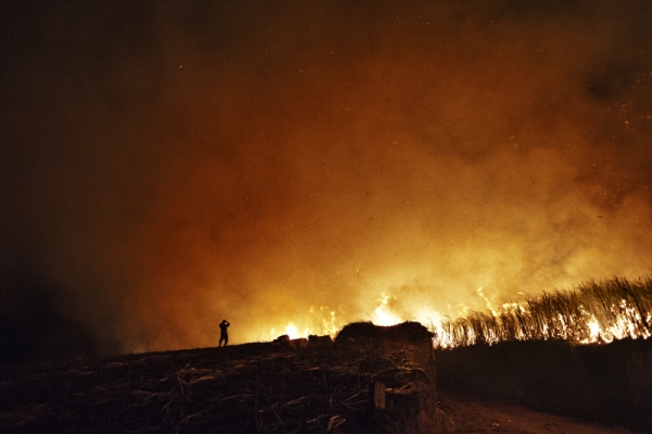 Un campo di canna da zucchero durante un incendio controllato. Vitória de Santo Antão, Pernambuco, Brasile. Novembre 2011