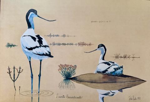 AVOCETTA copia AVOCETTA copia