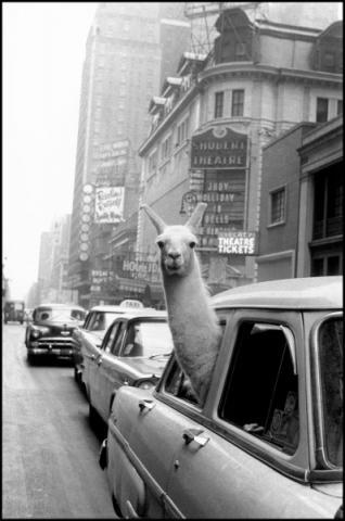 Inge Morath, Un lama a Times Square, New York, 1957