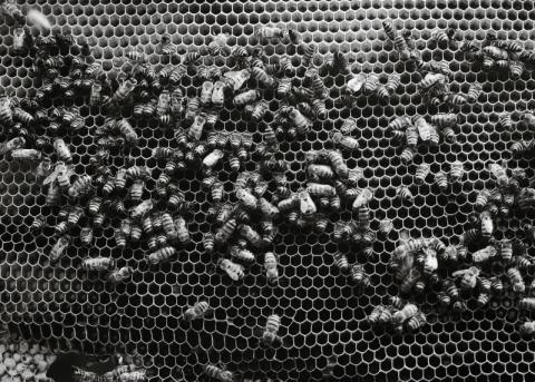 Karolainne Rosero (Colombia), menzione d’onore XVI Premio IILA-Fotografia. Dalla serie “Abeja mestiza”, 2025