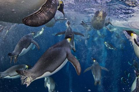 Primo Premio Natura REPORTAGE - Paul Nicklen, Canada, National Geographic magazine - 18 novembre 2011, Mare di Ross, Antartide